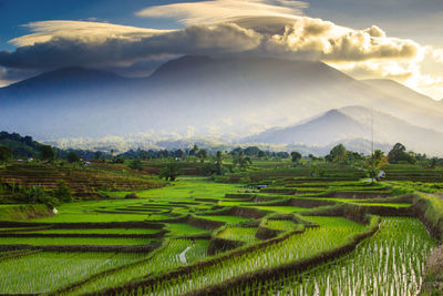 Beautiful mornings in the mountains and rice fields in bengkulu, indonesia