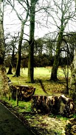 View of trees in park