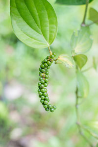 Close-up of fruit on plant