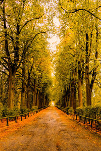 Empty road along trees during autumn