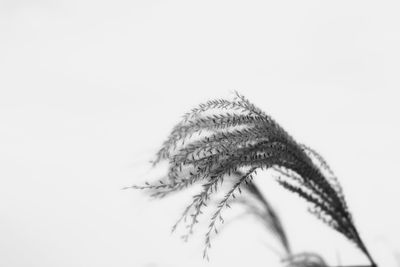 Close-up of leaf against white background