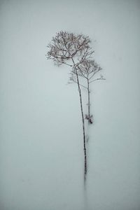 Bare tree against sky