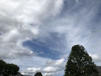 Low angle view of trees against sky