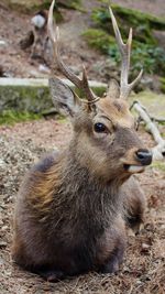 Close-up of deer