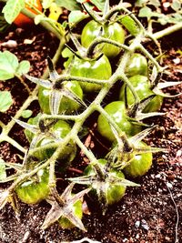 High angle view of succulent plant on field