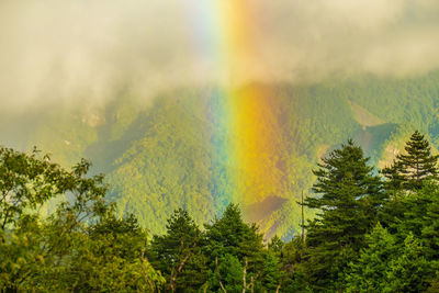 Rainbow over trees in forest