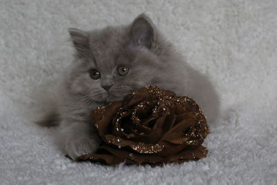 Kitten on carpet