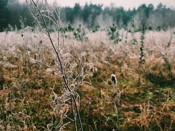 Close-up of plants on field