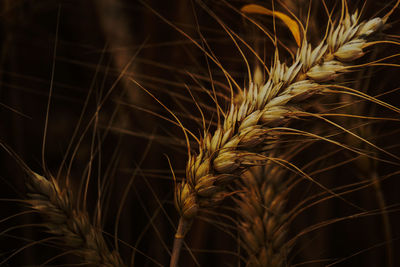 Close-up of wheat plants at night