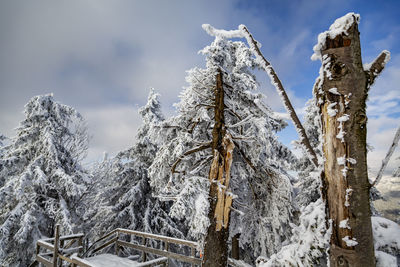 Snow covered trees against sky