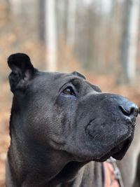 Close-up portrait of dog