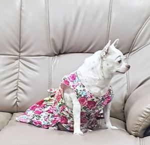 Portrait of young woman sitting on sofa at home