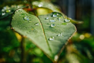 Close-up of water drops on leaf