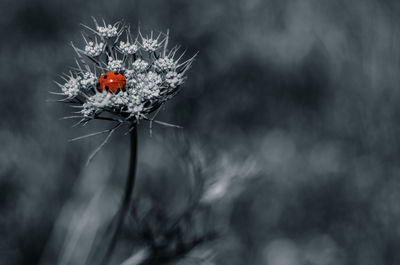 Close-up of ladybug on flower