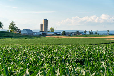 Scenic view of agricultural field against sky