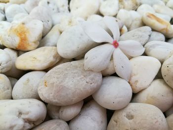 Full frame shot of onions for sale at market