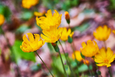 Close-up of yellow flowering plant