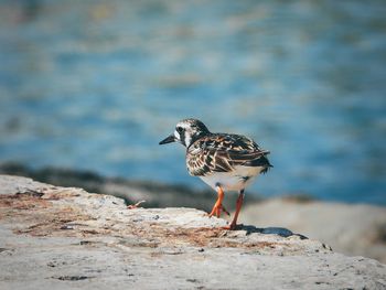 Close-up of bird perching on rock