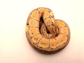 High angle view of orange slice against white background