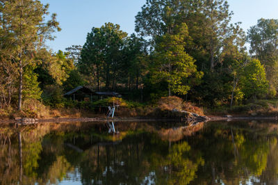 Scenic view of lake by trees in forest