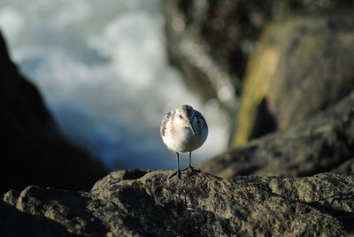 Close-up of bird perching on rock