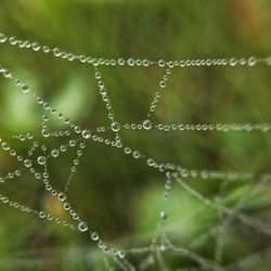 Close-up of water drops on spider web