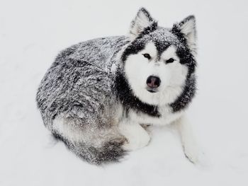 Close-up portrait of dog on snow