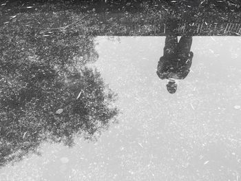 Reflection of trees in puddle