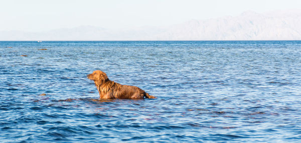 Lion swimming in sea