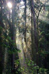 Trees in forest against sky