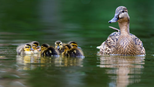 Ducks in a lake