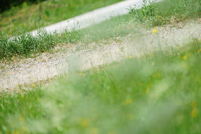 Surface level of grass on field