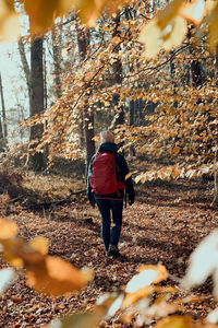 Woman with backpack wandering in a forest on autumn sunny day