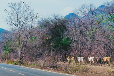 View of road by trees on field