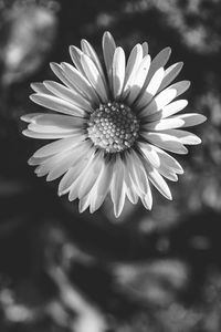 Close-up of daisy flower