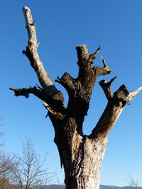 Low angle view of bare tree against clear blue sky