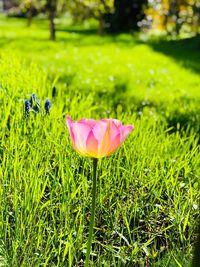 Close-up of pink flower on field