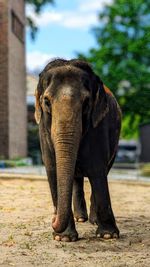 Elephant drinking water