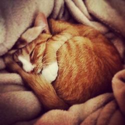 Close-up of cat sleeping