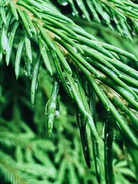 Close-up of fresh green leaves