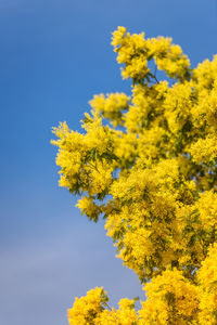 Low angle view of yellow flowering plant against blue sky