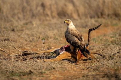 Tawny eagle stands on dead common impala
