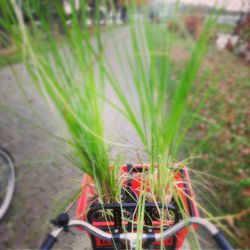 Close-up of plant against blurred background