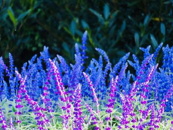 Close-up of purple flowers on tree