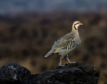 Close-up of bird perching on rock