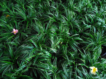 High angle view of flowering plants on field