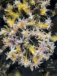 Close-up of yellow flowers blooming outdoors