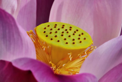 Macro photograph lotus is very beautiful pollen is very good fresh eyes