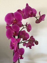 Close-up of pink orchid flowers