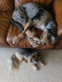 High angle view of dog lying on floor